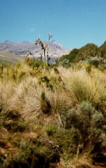 View at the Chogoria Gate, Mt. Kenya National Park